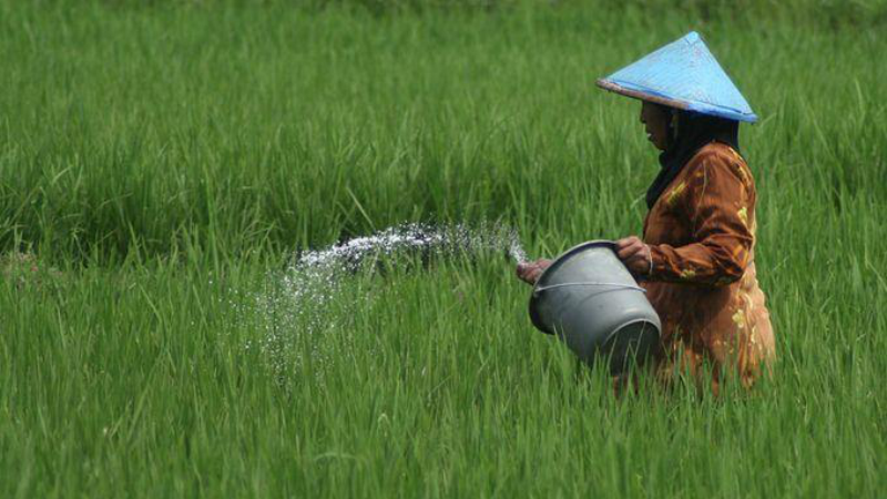 Terima Keluhan Petani, Mahasiswa di Karawang Berhasil Ciptakan Aplikasi Deteksi Hama