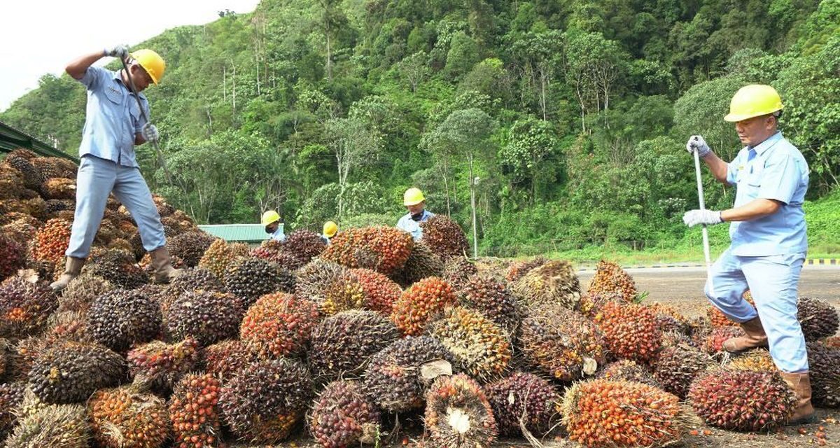 Janji Anies-Cak Imin, Prabowo-Gibran, dan Ganjar-Mahfud di Sektor Sawit