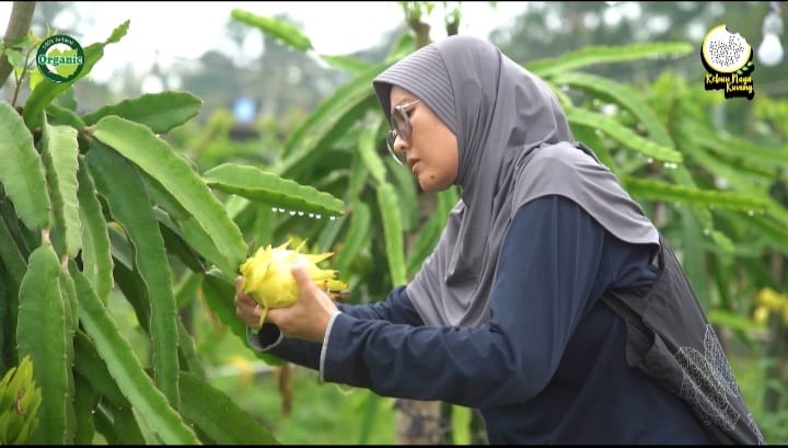 Viral Buah Sultan Dari Kuningan, Kelezatan Buah Naga Kuning yang Membuat Heboh