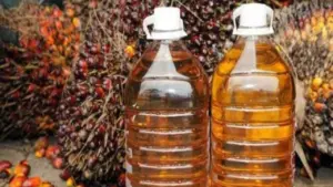 CPO Turun Tajam Dipicu Penguatan Ringgit dan Pelemahan Minyak Mentah