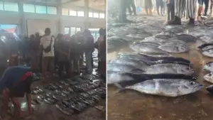 Tuna Bernilai Ekspor, Devisa Mengalir ke Luar Lebak
